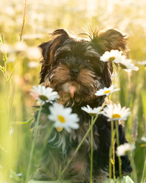 Cachorrinho Terrier Little Yorkshire Campo Ensolarado Flores Margarida — Fotografia de Stock