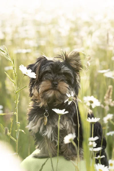 Cachorrinho Terrier Little Yorkshire Campo Ensolarado Flores Margarida — Fotografia de Stock