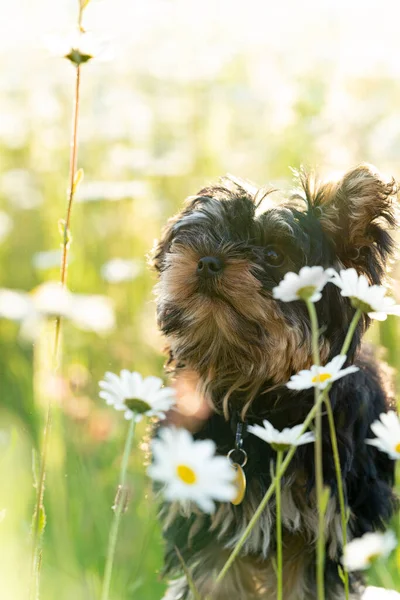 Cachorrinho Terrier Little Yorkshire Campo Ensolarado Flores Margarida — Fotografia de Stock