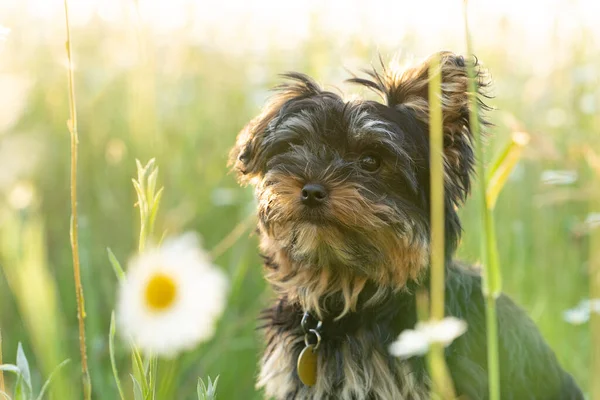 Cachorrinho Terrier Little Yorkshire Campo Ensolarado Flores Margarida — Fotografia de Stock