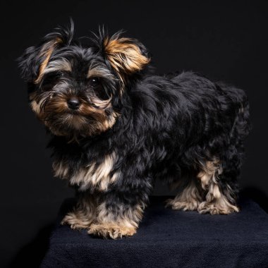 Siyah arka planda küçük Yorkshire Terrier köpeği.