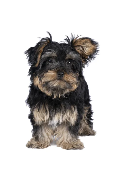 Little Yorkshire Terrier Puppy Isolated White Background — Stock Photo, Image