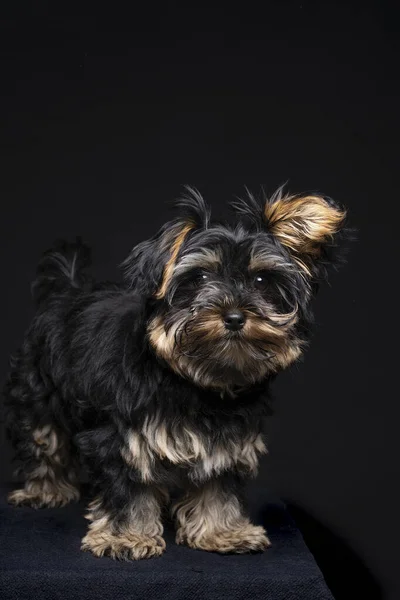 小さなヨークシャーテリア子犬上の黒の背景 — ストック写真
