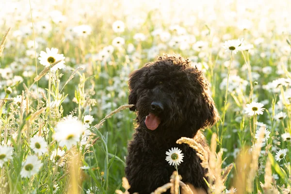 Cachorrinho Labradoodle Marrom Jovem Campo Ensolarado Flores Margarida — Fotografia de Stock