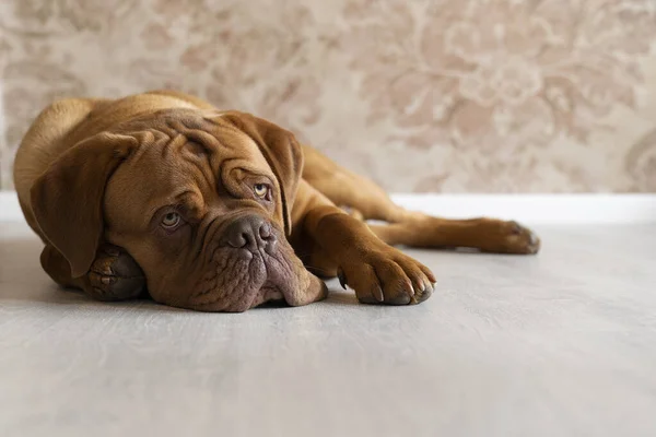 Retrato Cão Dogue Bordeaux Adulto Deitado Chão Olhando Para Cima — Fotografia de Stock