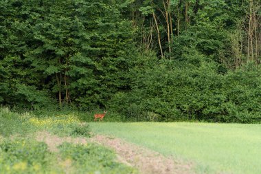 Genç yumurta geyiği, capreolus capreolus, bir ormanın kenarındaki çayırda duruyor ve otluyor.