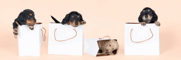 Cuatro Cachorros Dachshund Bicoloreados Rubios Pelo Largo Una Bolsa Aislada — Foto de Stock