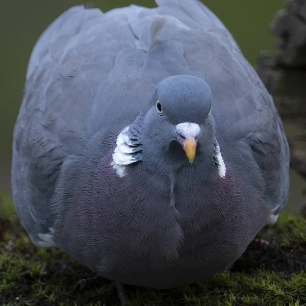 Голуб Ятник Дорослих Або Звичайний Лісовий Голуб Columba Palumbus Ставка — стокове фото