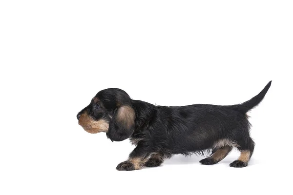 白い背景に隔離された左に歩いて二色の髪の線毛のダックスフント子犬の閉鎖 — ストック写真