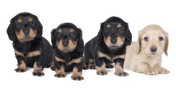 Primer Plano Cuatro Cachorros Perro Dachshund Pelo Largo Bicolor Aislados —  Fotos de Stock