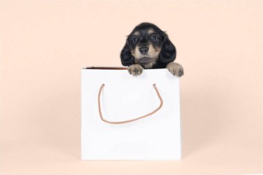 Bir çift renkli ve sarışın uzun saçlı Dachshund köpek yavrusu bej bir arka planda izole edilmiş bir alışveriş torbasında