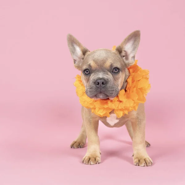 French Bulldog Supporter Dutch Soccer Football Team Orange Attributes Pink — Stock Photo, Image