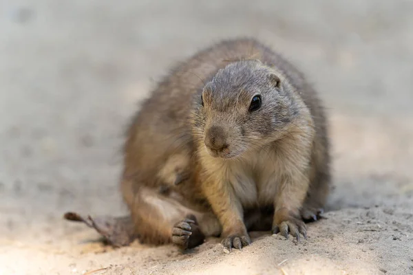 The black-tailed prairie dog, Cynomys ludovicianus, lives in colonies on the American prairies