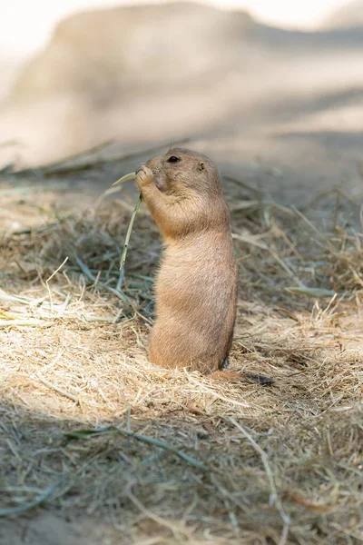 Der Schwarzschwanz Präriehund Cynomys Ludovicianus Lebt Kolonien Der Amerikanischen Prärie — Stockfoto