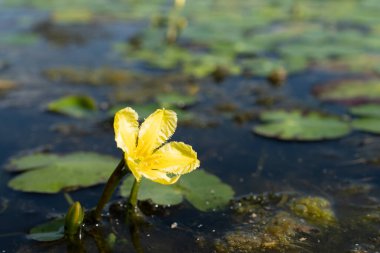 Hollanda 'daki Eemland polderindeki bir gölette, Pürüzlü Su Zambağı veya Sarı Yüzen Kalp Nymphoides peltata.