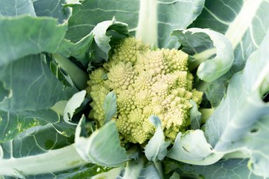 Romanesco brokoli çeşitli karnabahar karışımı - sebze bahçesindeki güzel geometrik yapı yeni hasat.