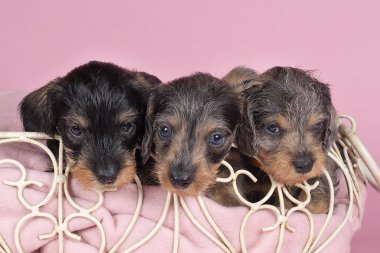 Pembe arka planda bir sepette uyuyan iki renkli uzun saçlı, tel saçlı köpek yavruları.