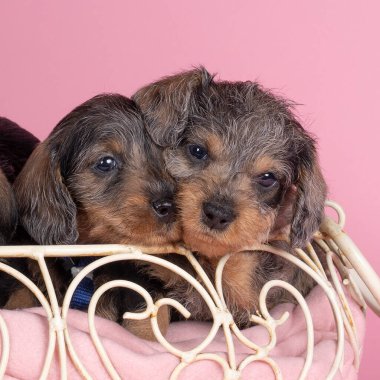 Pembe arka planda bir sepette uyuyan iki renkli uzun saçlı, tel saçlı köpek yavruları.