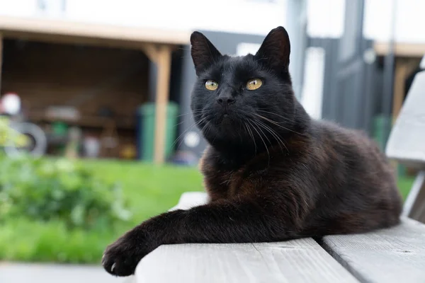 Chat Noir Couché Sur Banc Dans Jardin — Photo