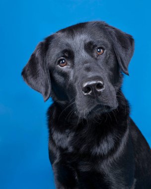 Mavi arka planda, kahverengi gözlü, siyah labrador köpeğinin bir stüdyo resmi.