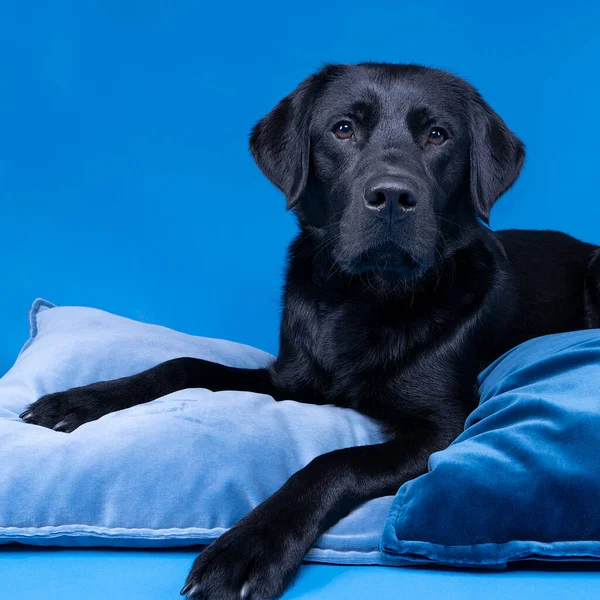 Tiro Studio Cão Labrador Preto Com Olhos Castanhos Isolados Travesseiros — Fotografia de Stock