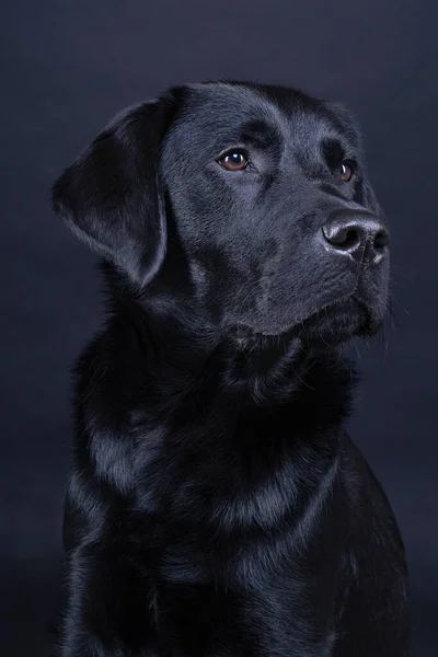 Studio Ujęcie Czarnego Labradora Brązowymi Oczami Odizolowanymi Czarnym Tle — Zdjęcie stockowe