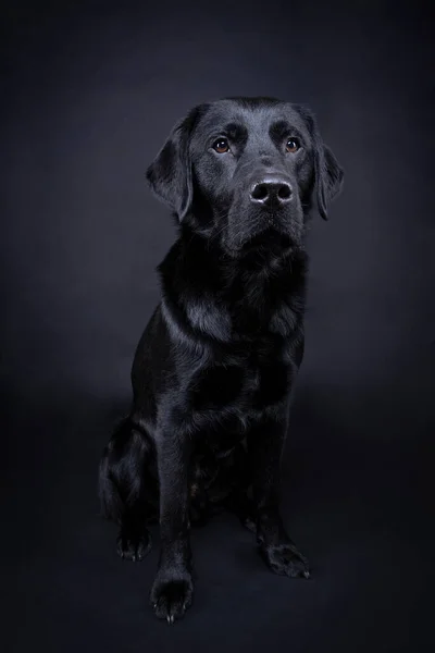 黒い背景に茶色の目をした黒いラブラドール犬のスタジオショット — ストック写真