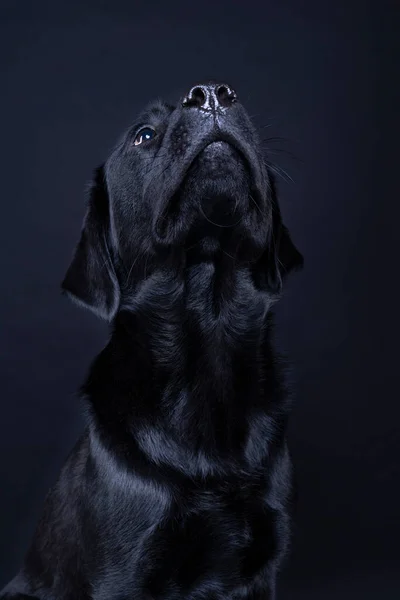 Plano Estudio Perro Labrador Negro Con Ojos Marrones Mirando Hacia —  Fotos de Stock