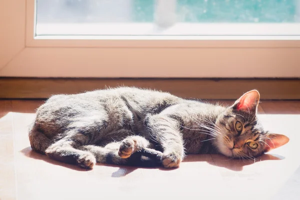 Gato doméstico preguiçoso — Fotografia de Stock