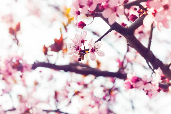 Sakura κεράσι ανθίσει — Φωτογραφία Αρχείου