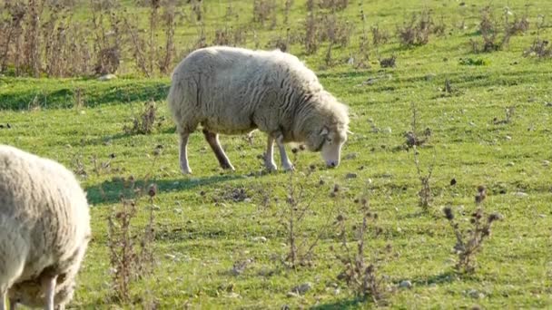 Sheep in the meadow — Stock Video