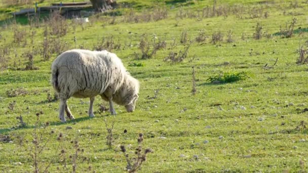 Πρόβατα στο λιβάδι — Αρχείο Βίντεο