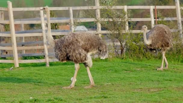 Ostriches in farm — Stock Video