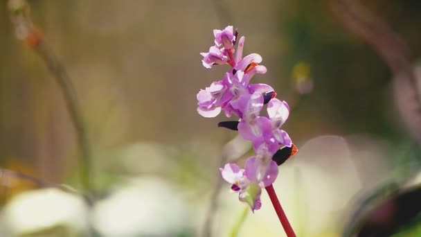 Deszcz słabnie na bagno orchidea — Wideo stockowe