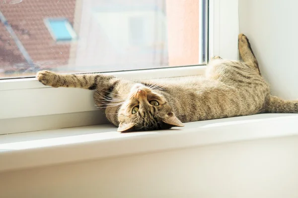 Penceredeki kedi — Stok fotoğraf