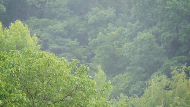 Bosque bajo fuertes lluvias — Vídeos de Stock