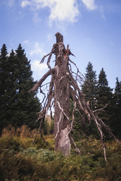Жуткое мёртвое дерево — стоковое фото