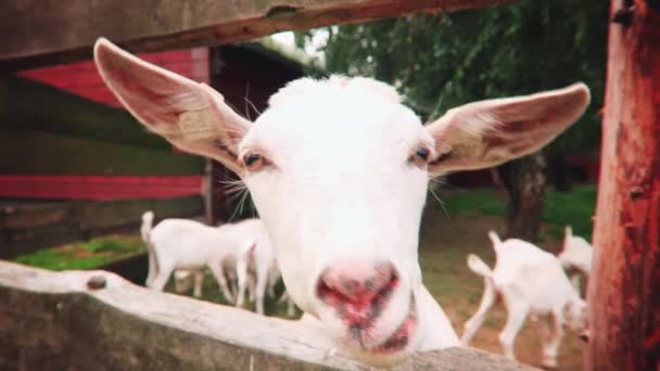 Cabra blanca en la granja — Vídeos de Stock