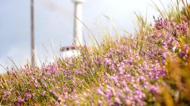 Alpine wild flowers — Stock Video