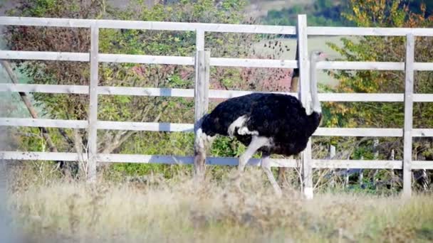 Struisvogels door het hek — Stockvideo