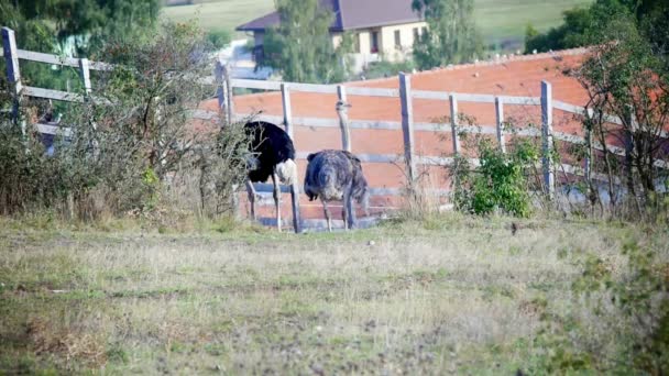 Autruches près de la clôture — Video