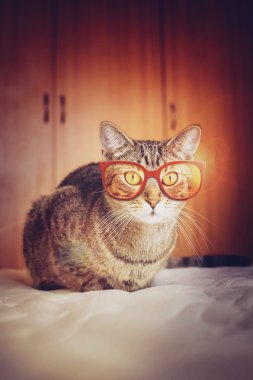 Genç Hipster kedi