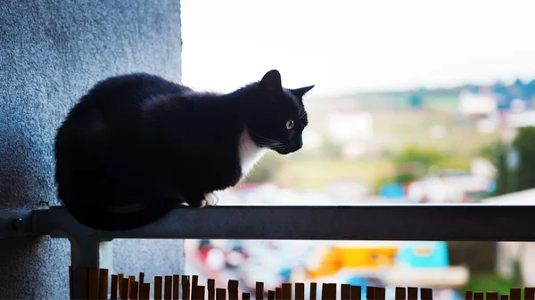 Gato na varanda — Fotografia de Stock