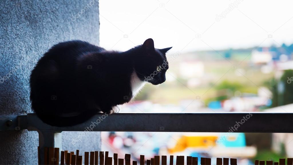 Cat on the balcony