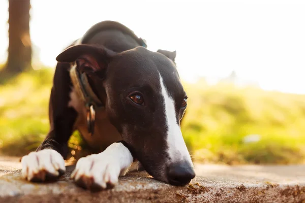 Whippet no jardim — Fotografia de Stock