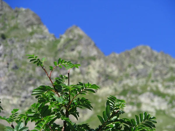 Berge und Bäume — Stockfoto