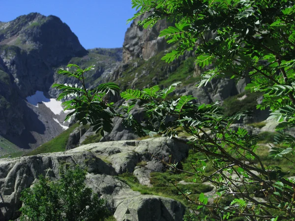 Bergen en bomen — Stockfoto