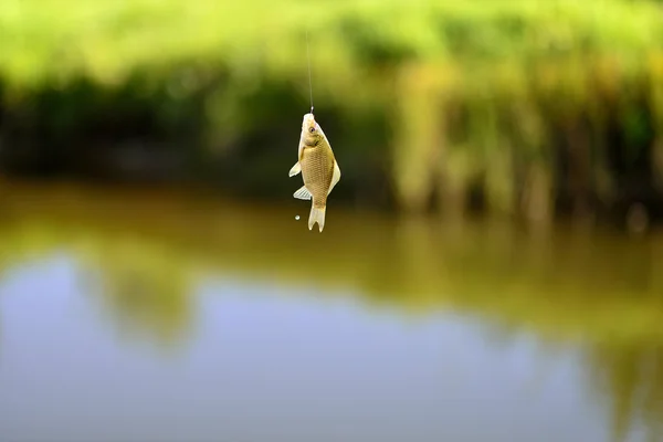 Balık oltaya geldi.
