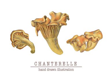 El çizimi bilimsel mantarlar.