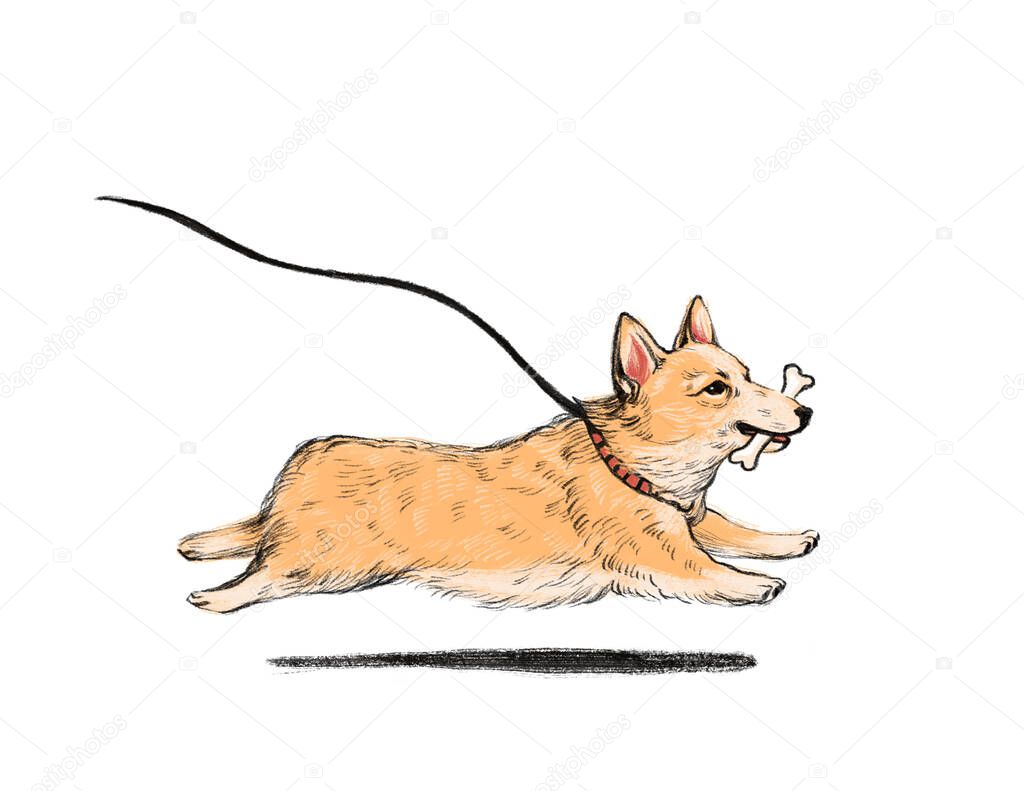 Happy cartoon puppy running, Portrait of cute little corgi. Dog friend. illustration. Isolated on white background.